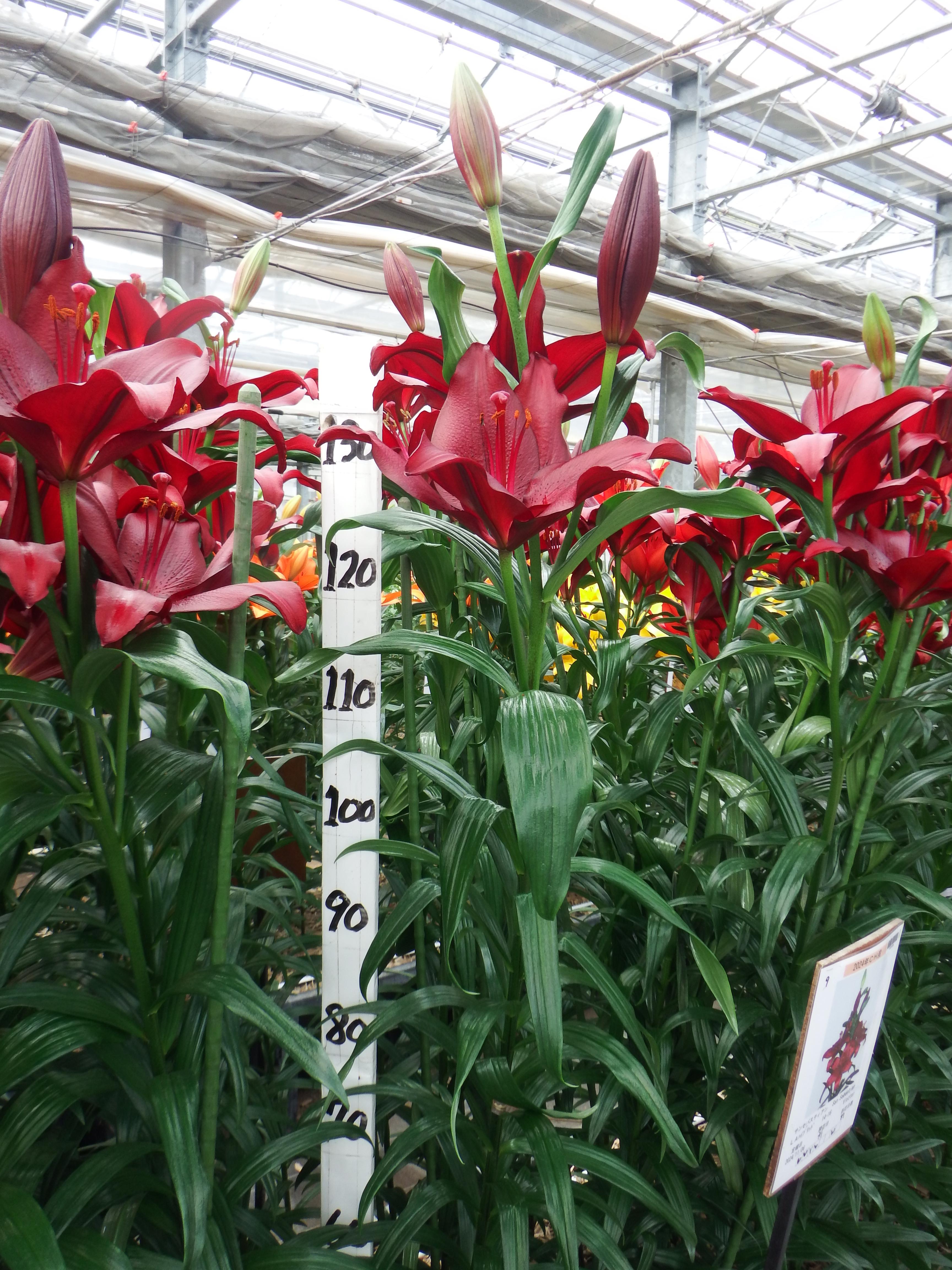 サンセバスティアン